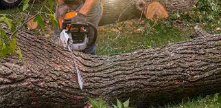 Best Arborist Consultation Services  in La Plata, MO