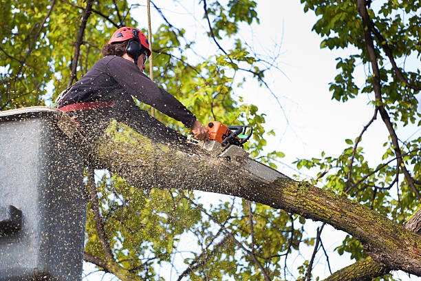  La Plata, MO Tree Services Pros