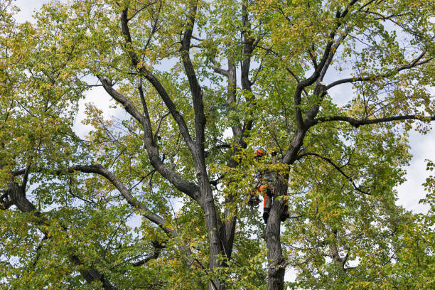 Best Tree Risk Assessment  in La Plata, MO